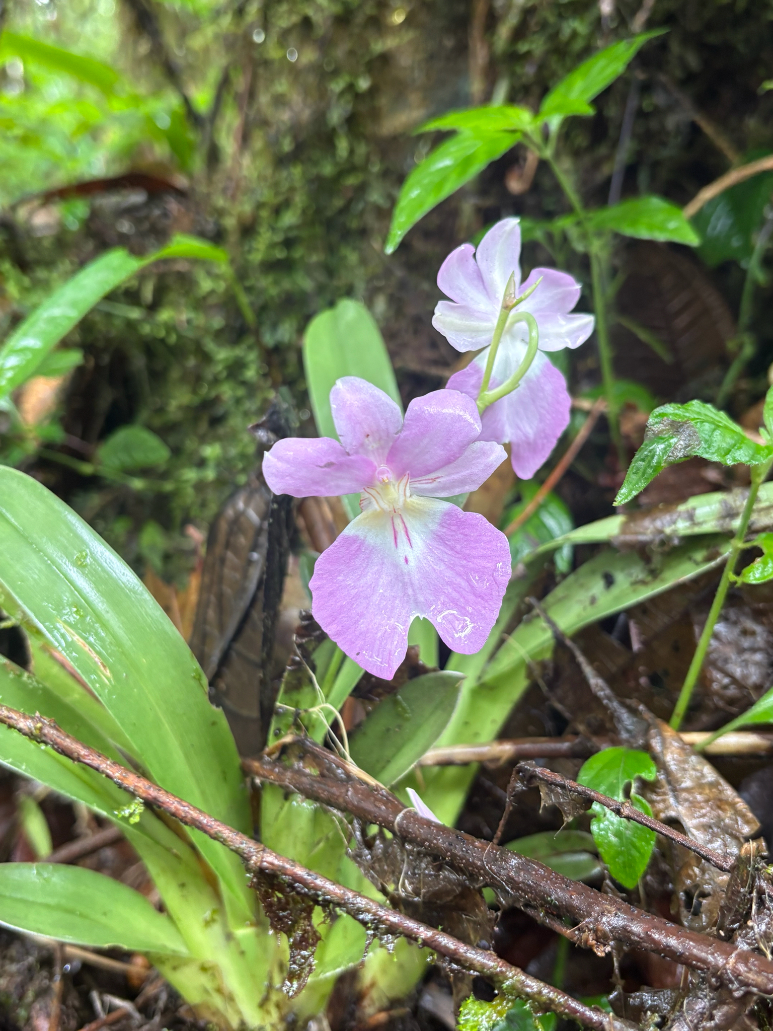 Miltoniopsis Herralexandre