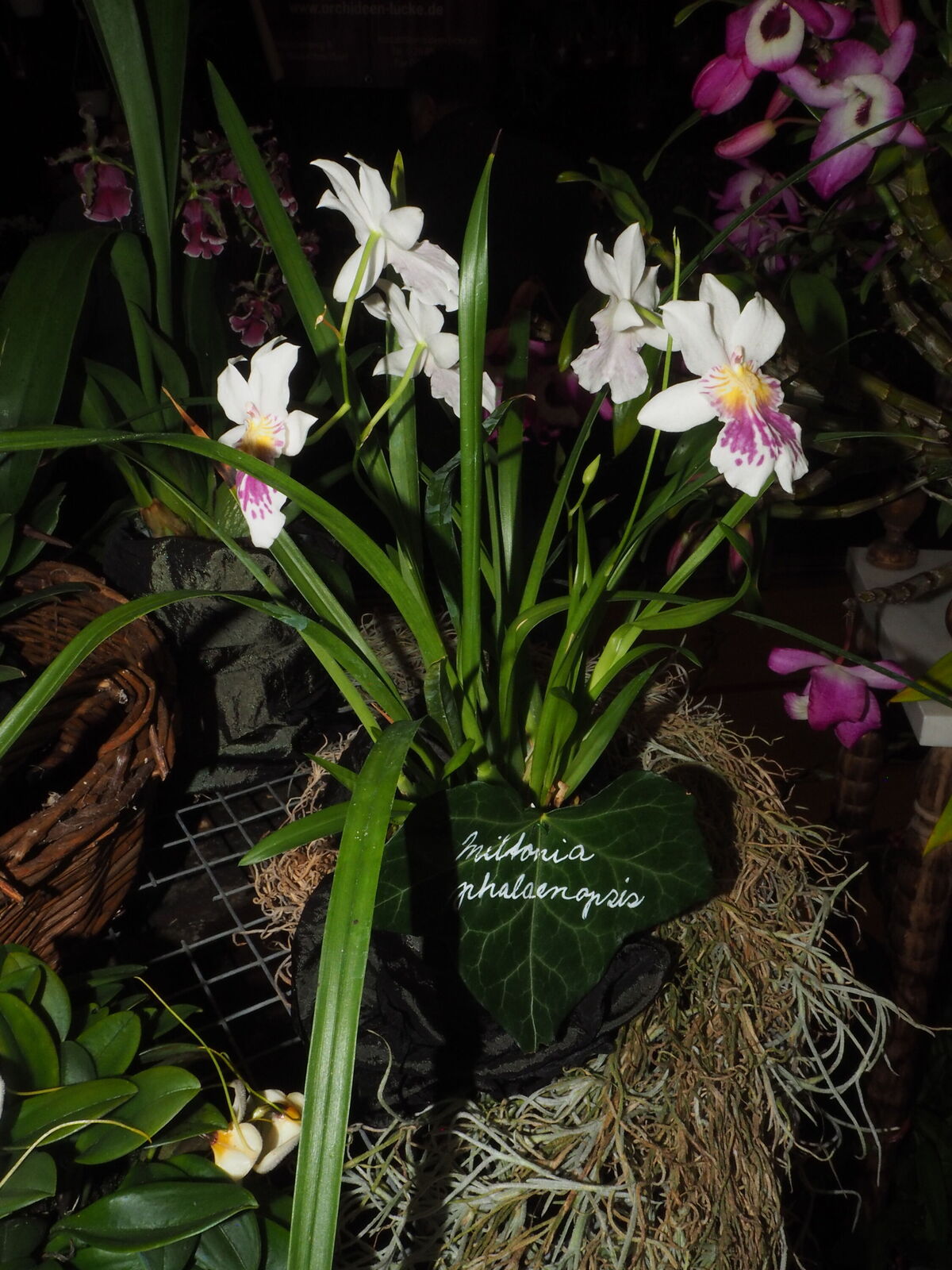 Miltoniopsis phalaenopsis
