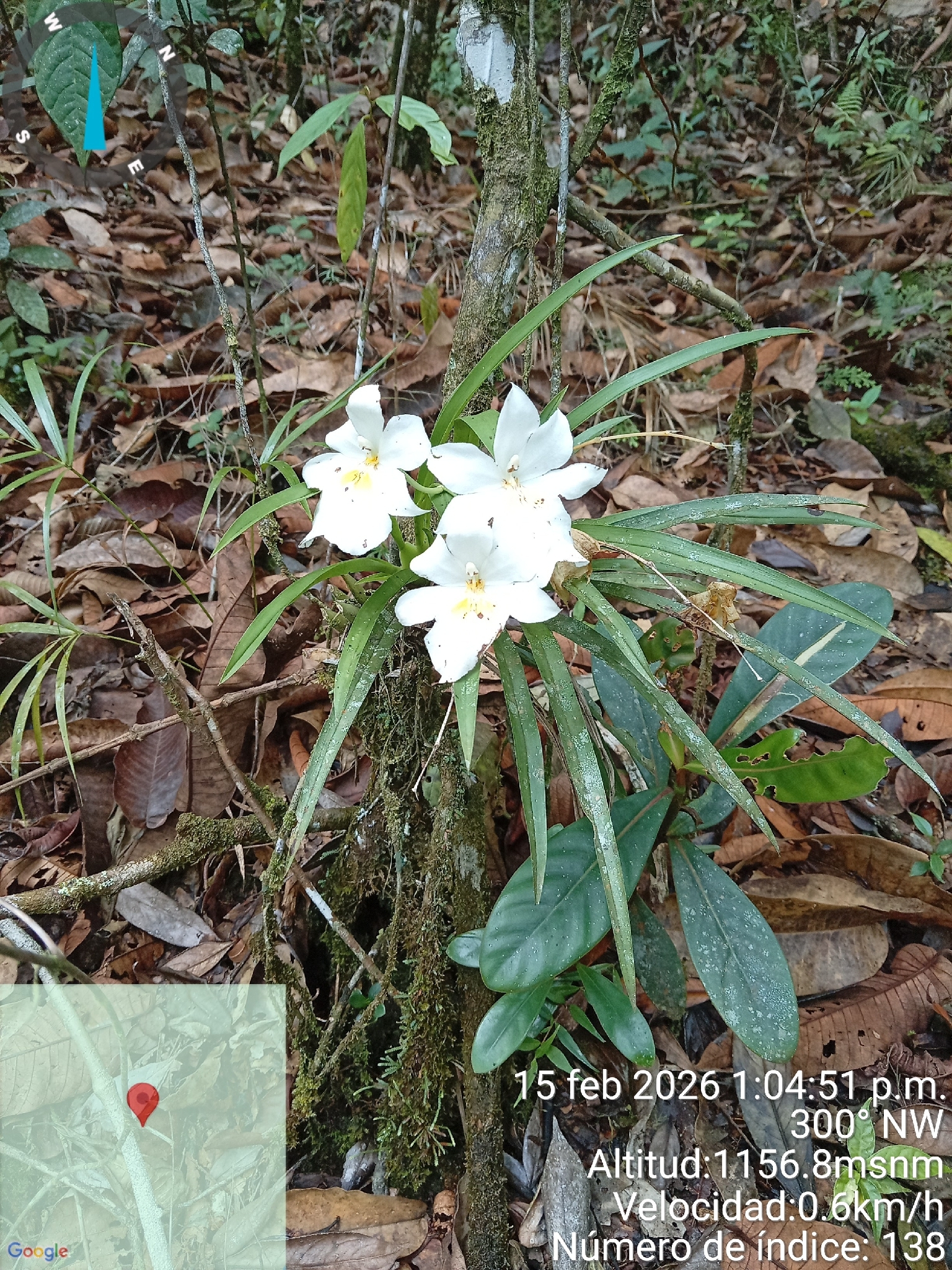 Miltoniopsis roezlii