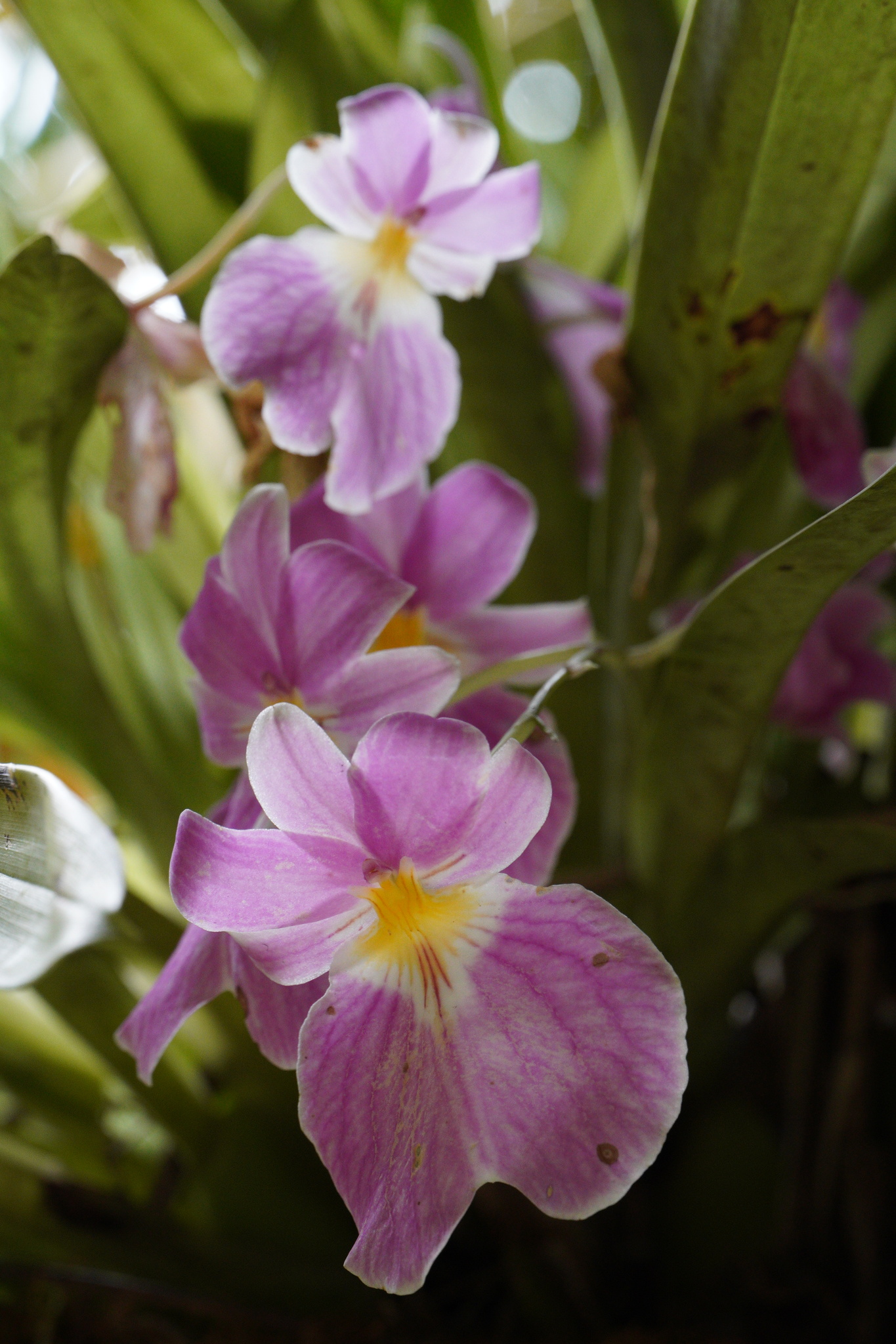 Miltoniopsis vexillaria