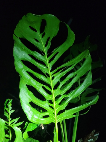 Monstera adansonii