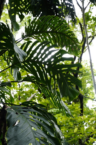 Monstera dubia