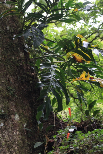 Monstera epipremnoides