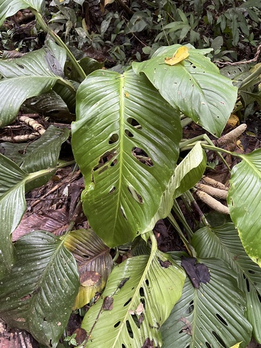 Monstera lechleriana