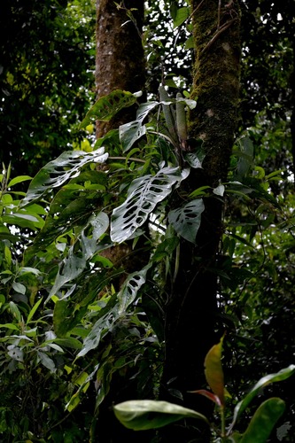 Monstera siltepecana