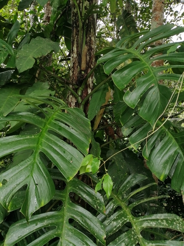 Monstera spruceana