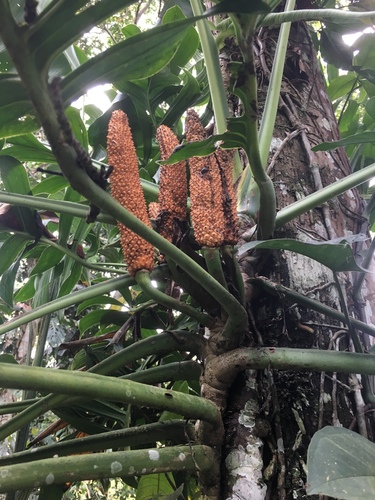 Monstera subpinnata