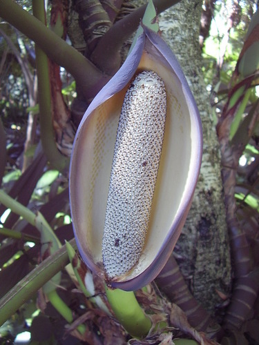 Monsteroideae