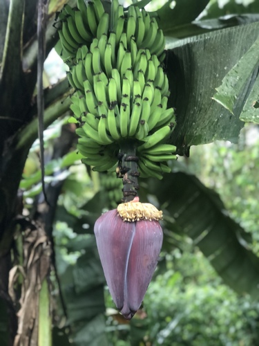 Musa
