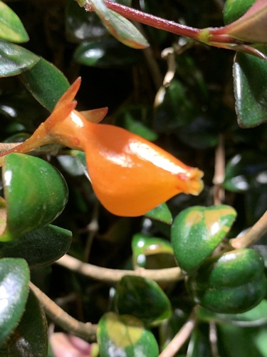Nematanthus gregarius
