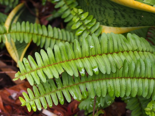 Nephrolepis