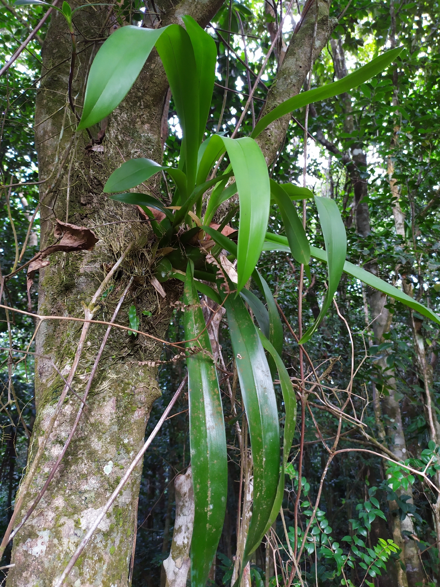 Oncidium altissimum