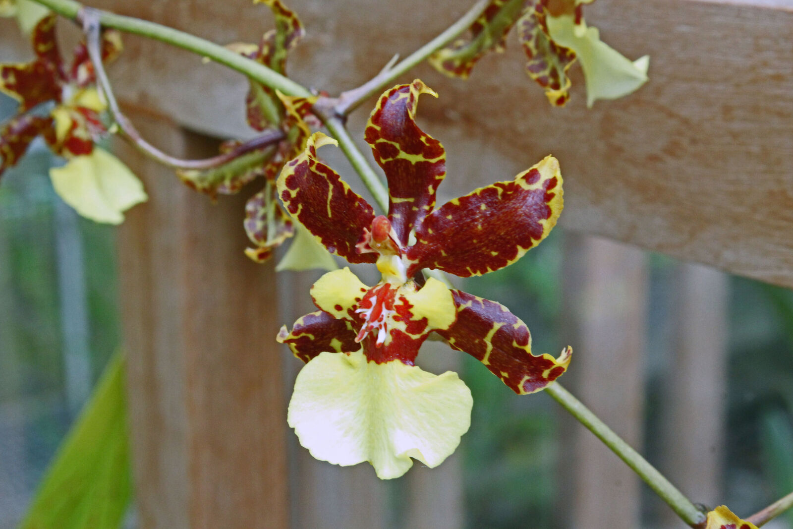 Oncidium