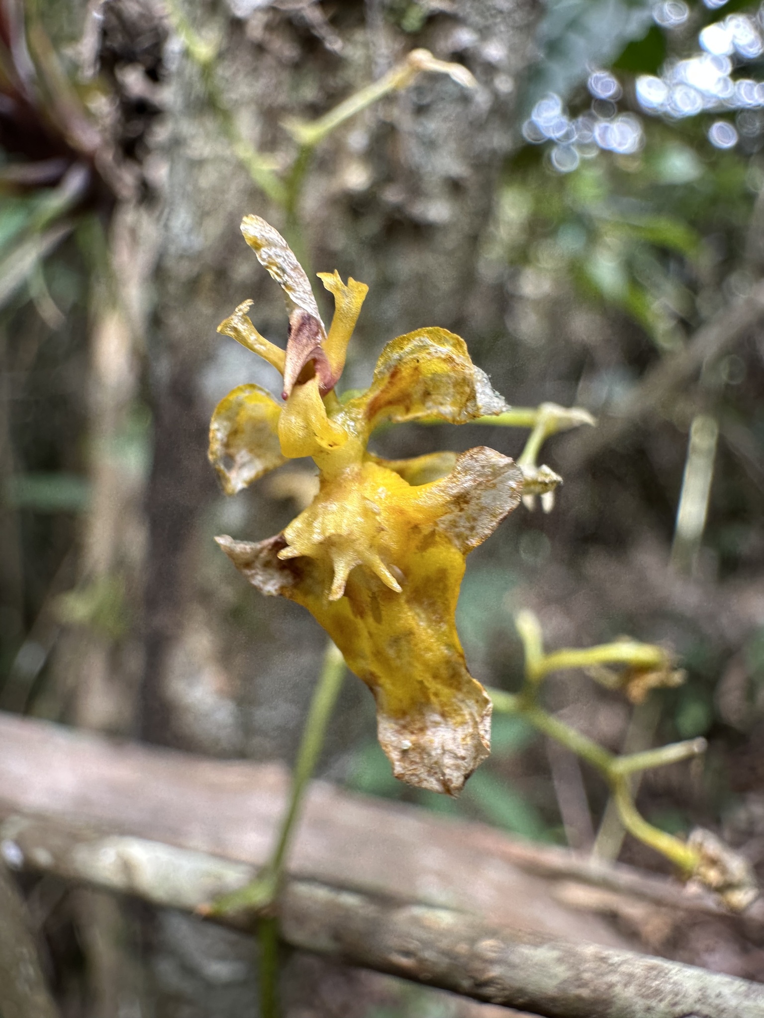 Oncidium ornithorhynchum
