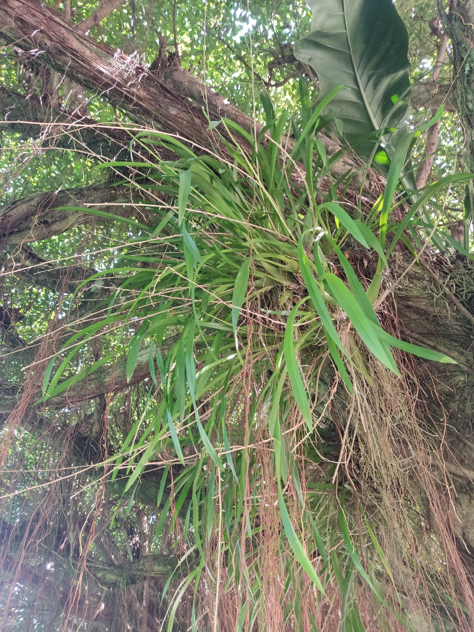 Oncidium sphacelatum