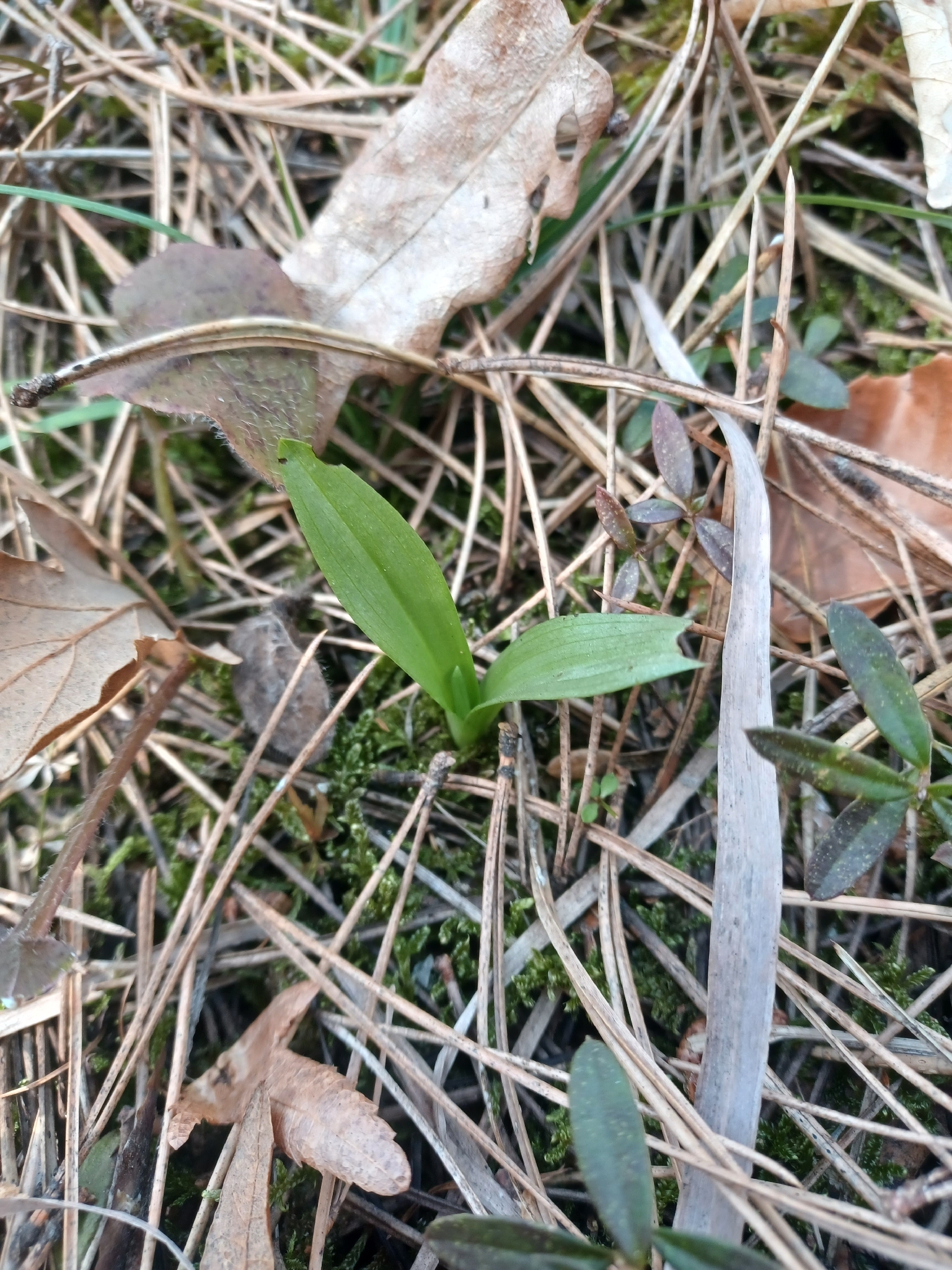 Ophrys insectifera