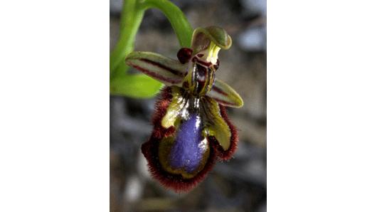 Ophrys speculum