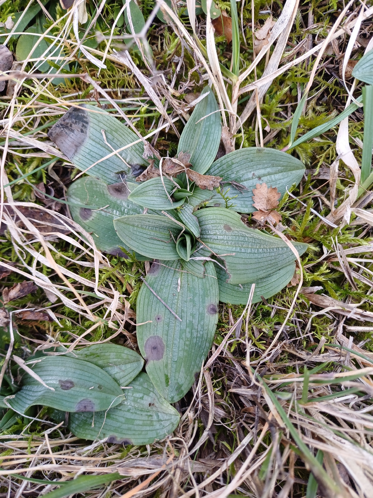 Ophrys sphegodes