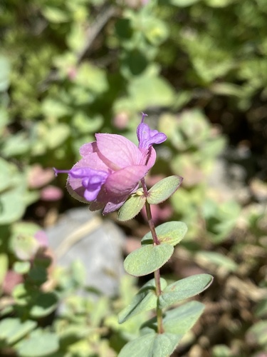Origanum