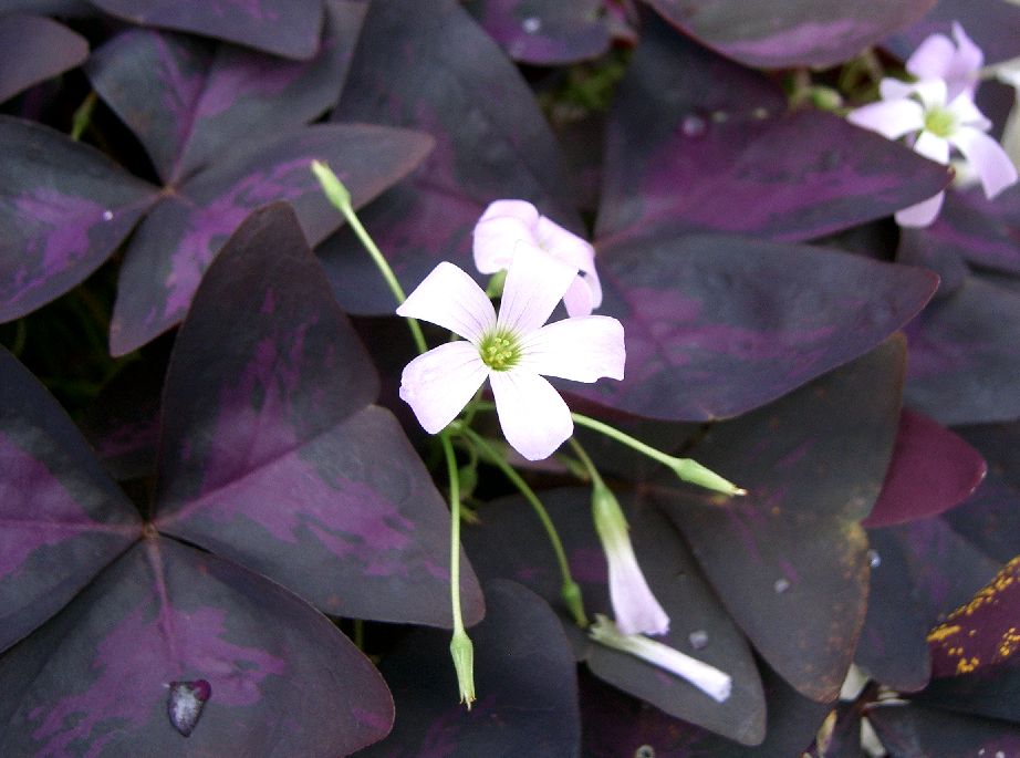 Oxalis regnellii