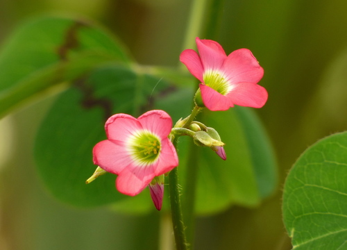 Oxalis tetraphylla