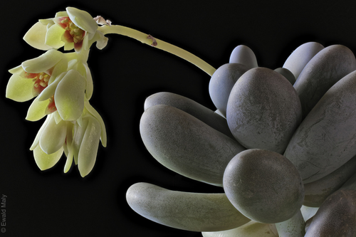 Pachyphytum