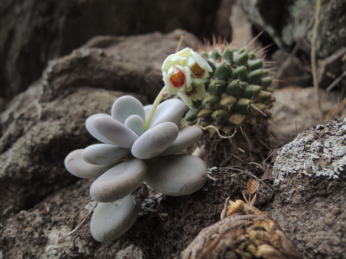Pachyphytum oviferum