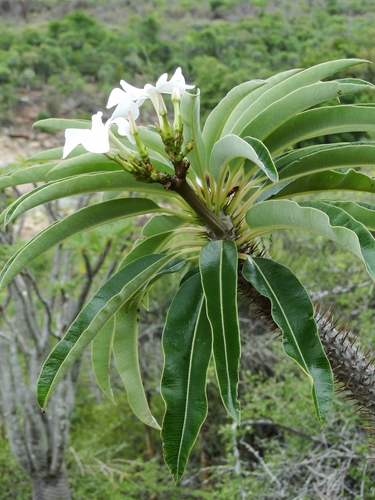 Pachypodium lamerei