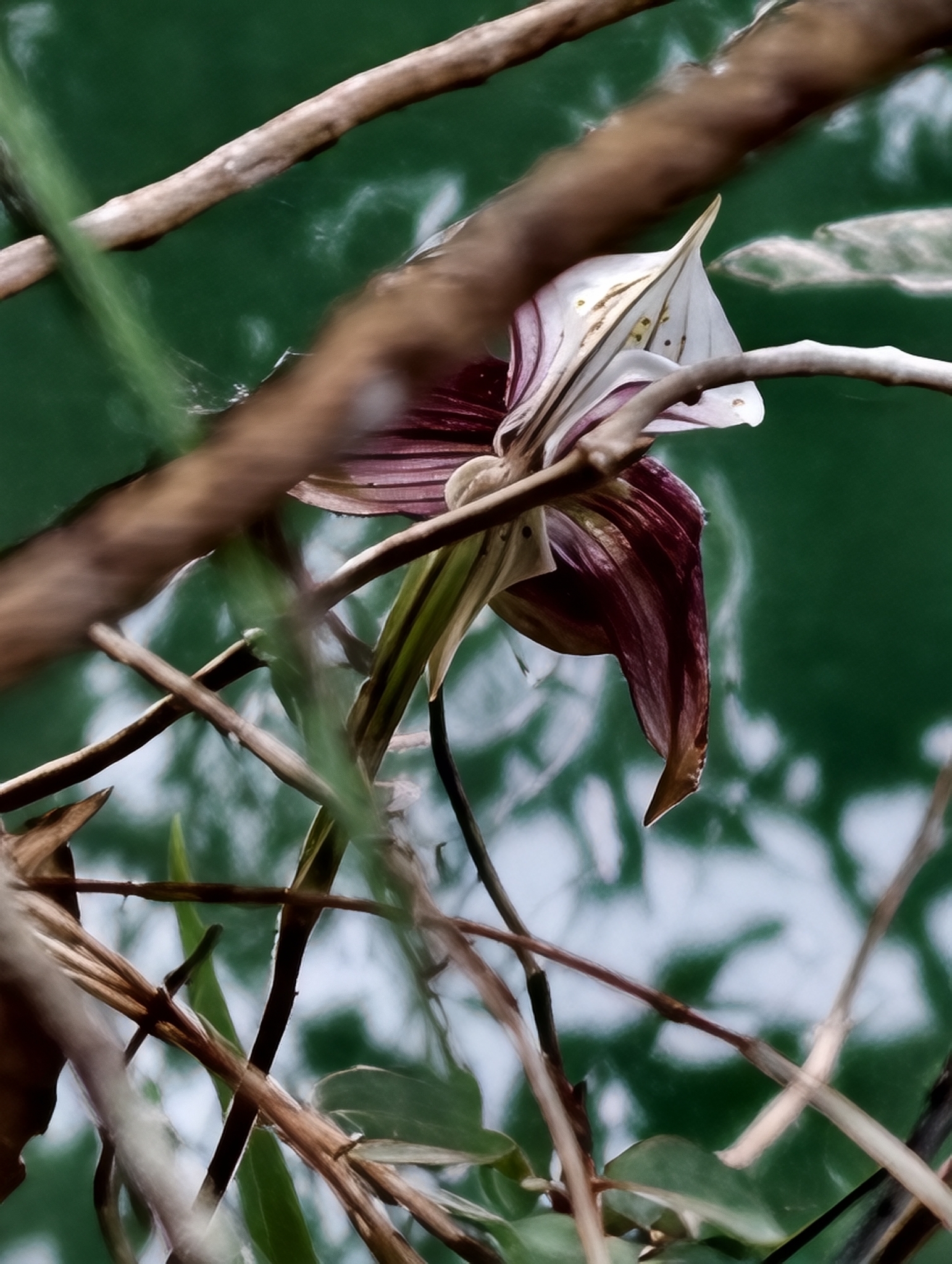 Paphiopedilum Maudiae