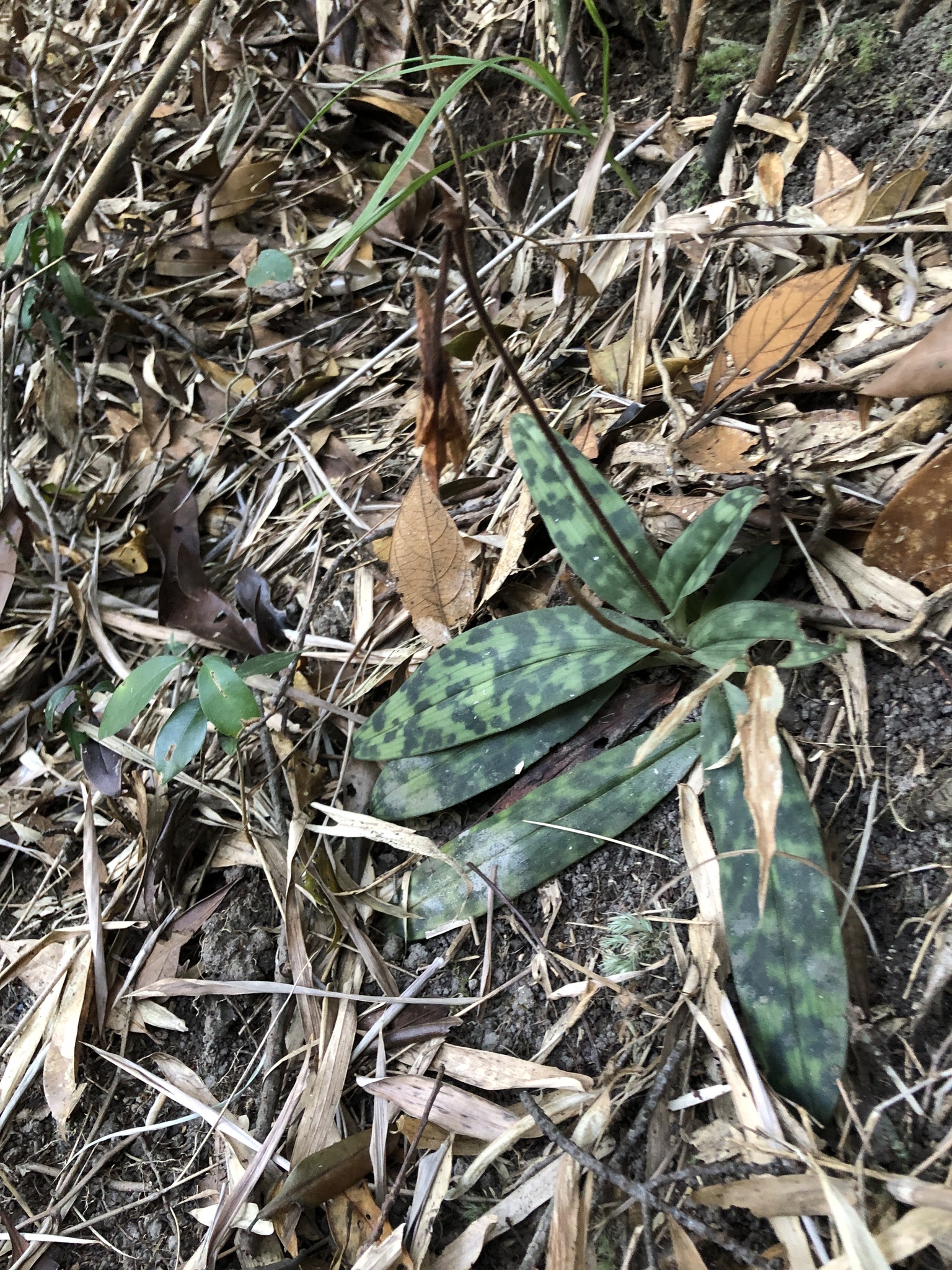 Paphiopedilum Pinocchio