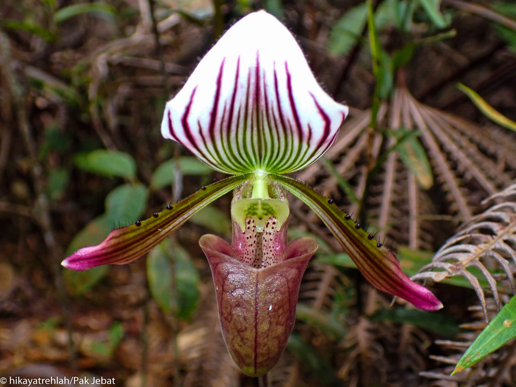 Paphiopedilum callosum