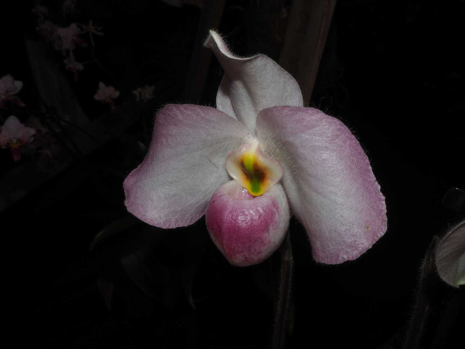 Paphiopedilum delenatii