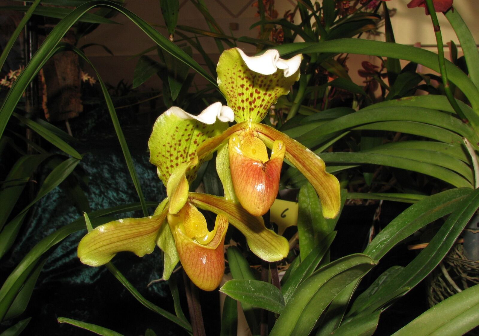 Paphiopedilum insigne