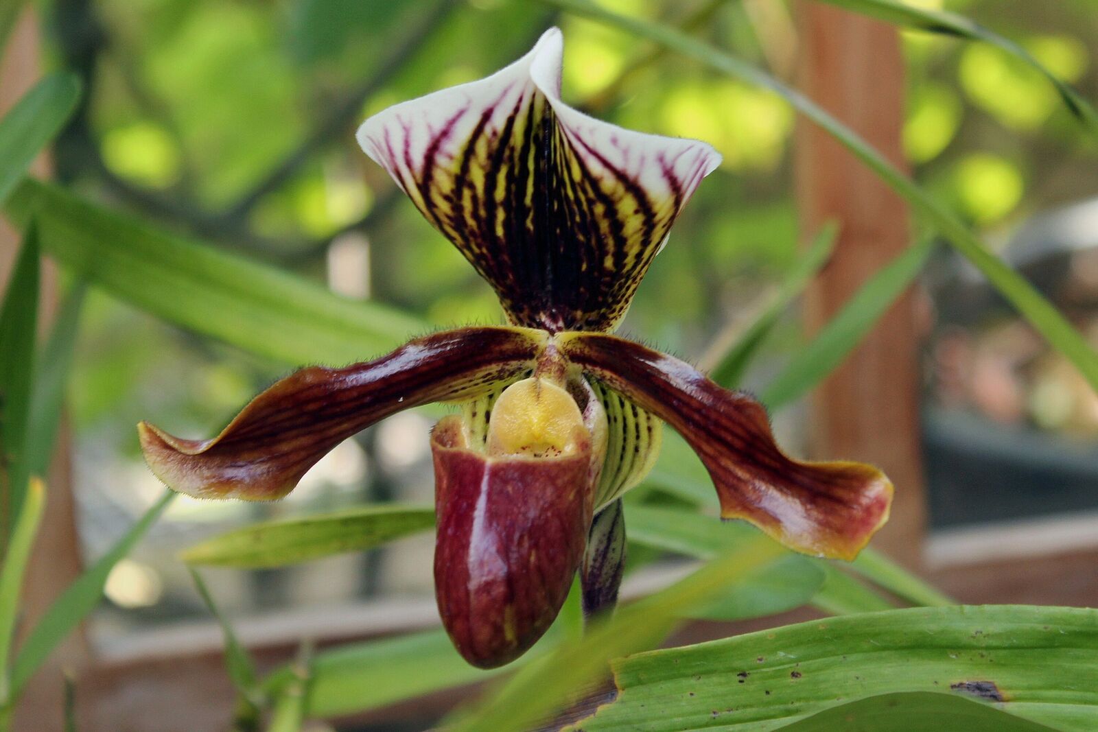 Paphiopedilum