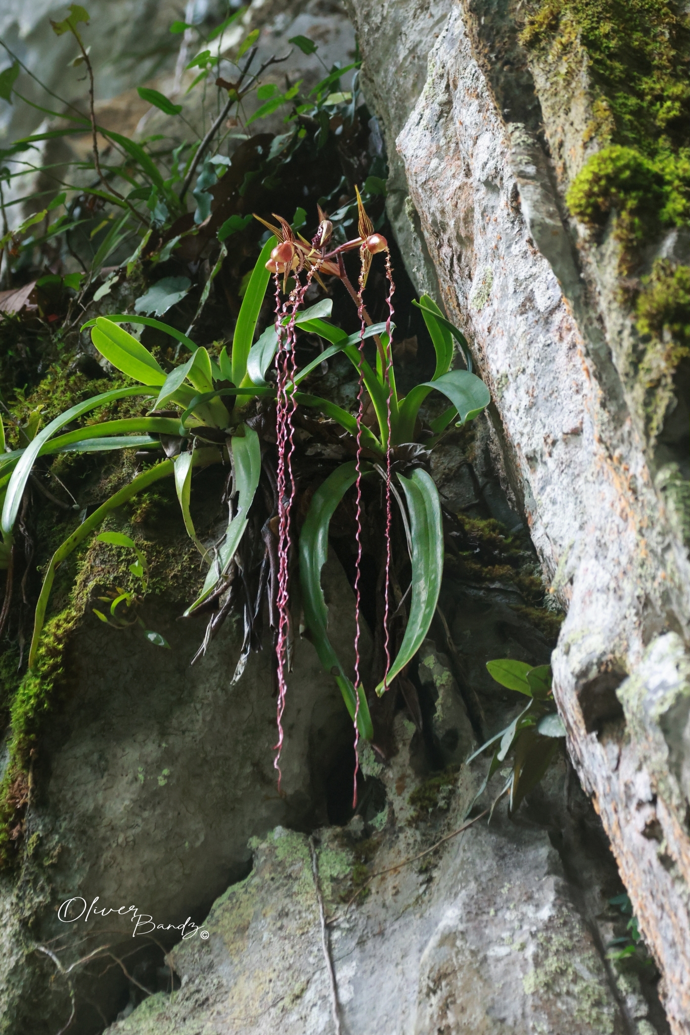 Paphiopedilum sanderianum