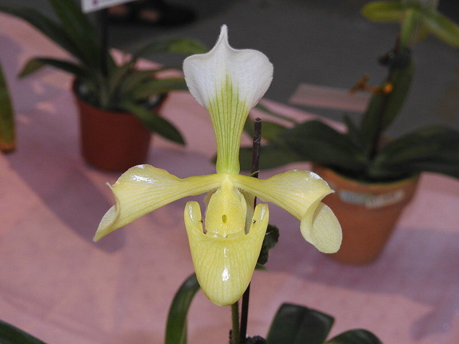 Paphiopedilum villosum