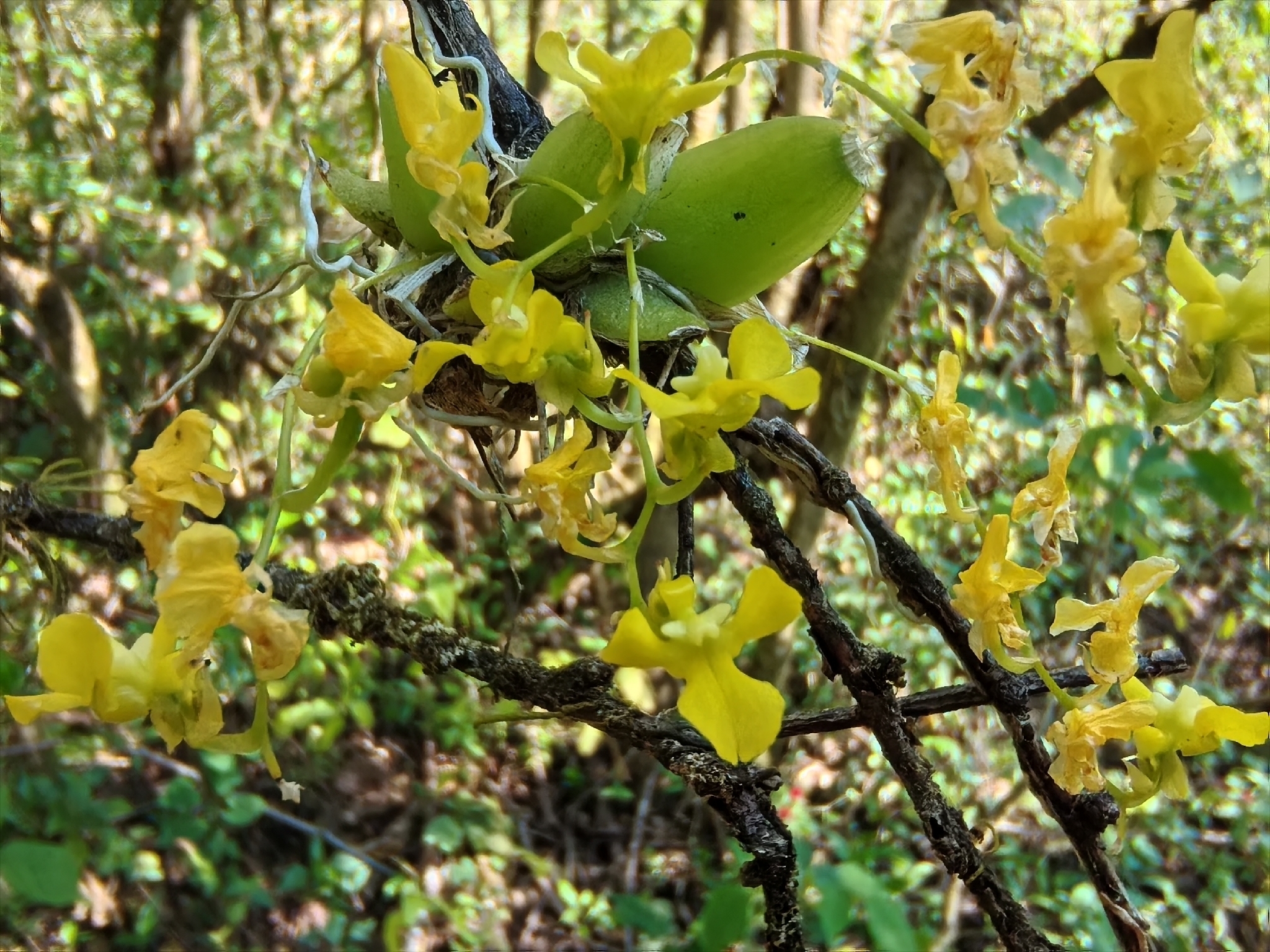 Paraphalaenopsis labukensis × P. serpentilingua
