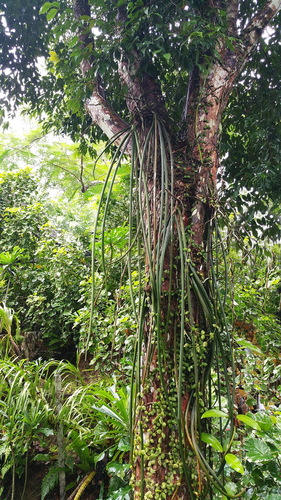 Paraphalaenopsis labukensis