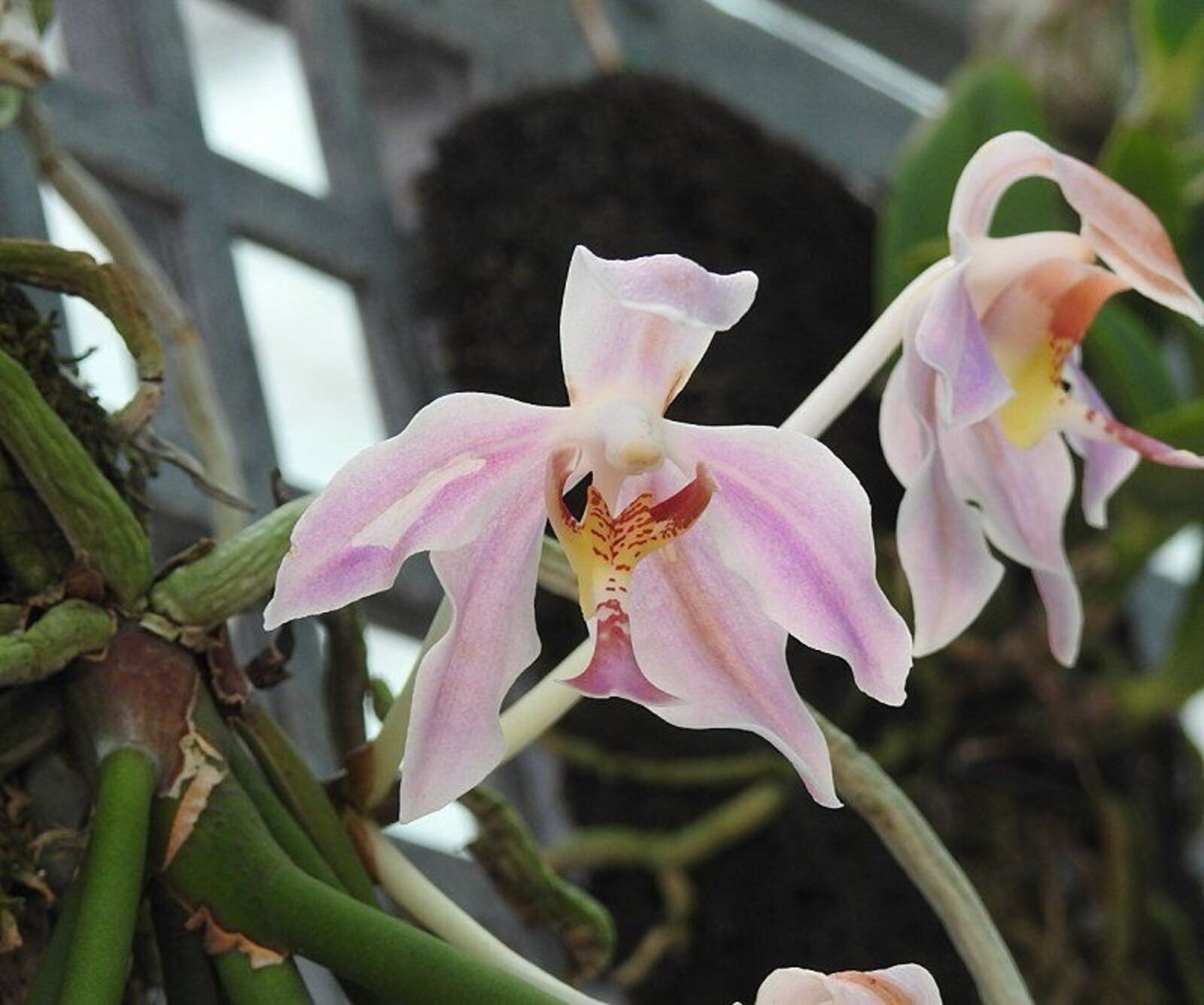 Paraphalaenopsis
