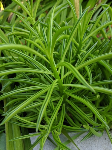 Peperomia ferreyrae