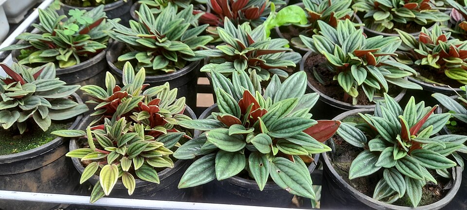 Peperomia rosso