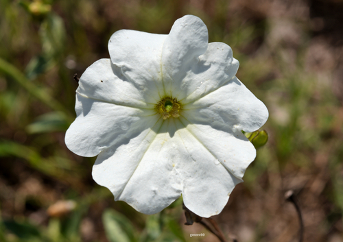 Petunia