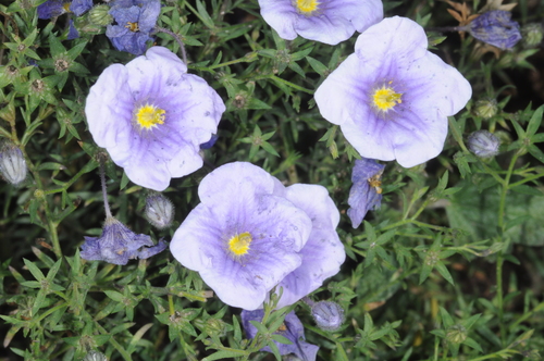 Petunioideae
