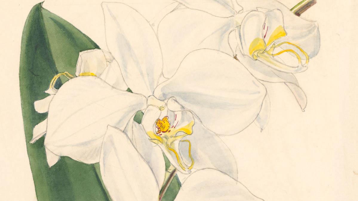 Phalaenopsis amabilis