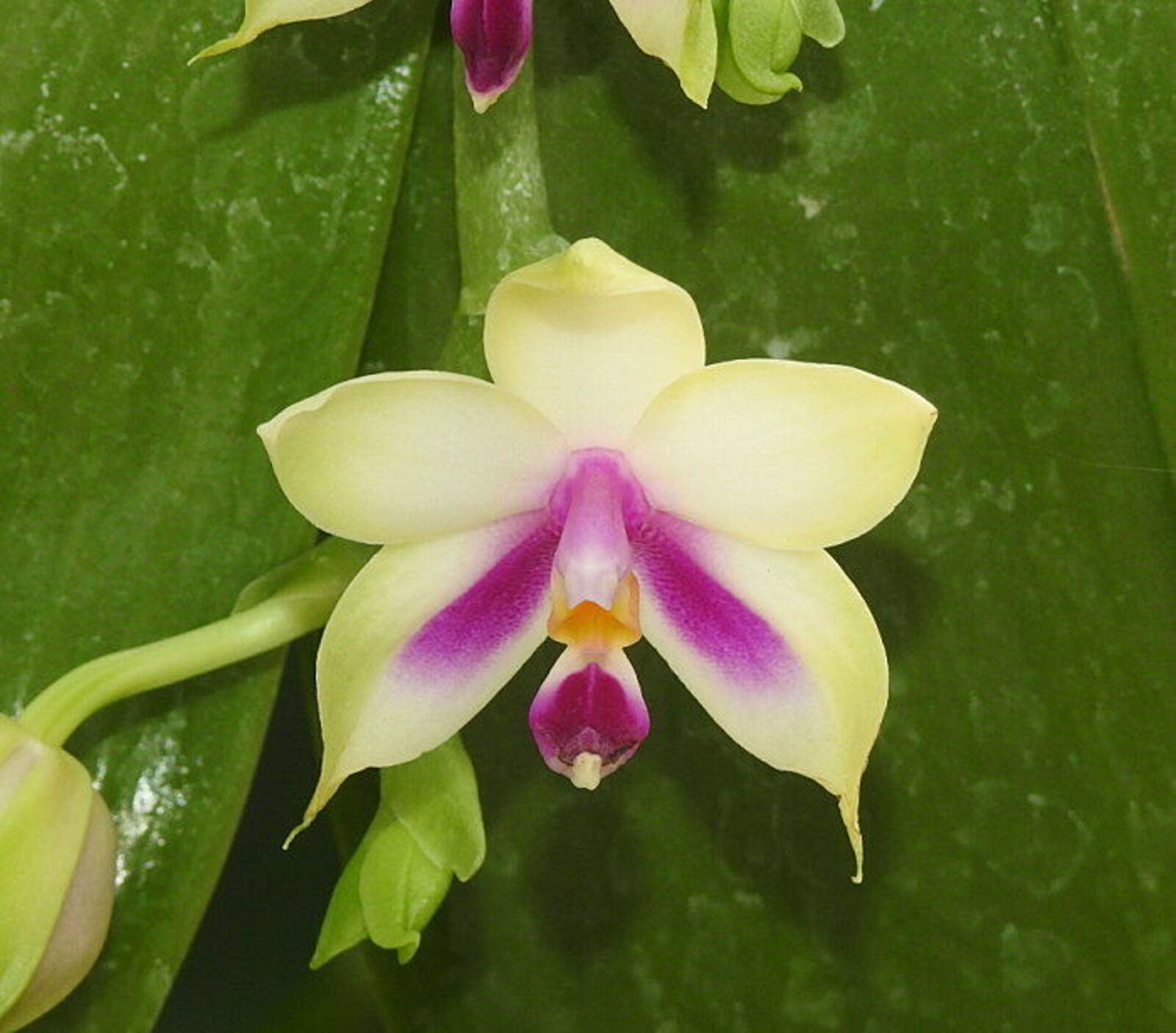Phalaenopsis bellina