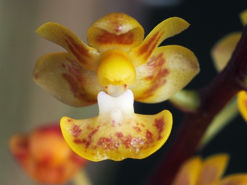 Phalaenopsis chibae