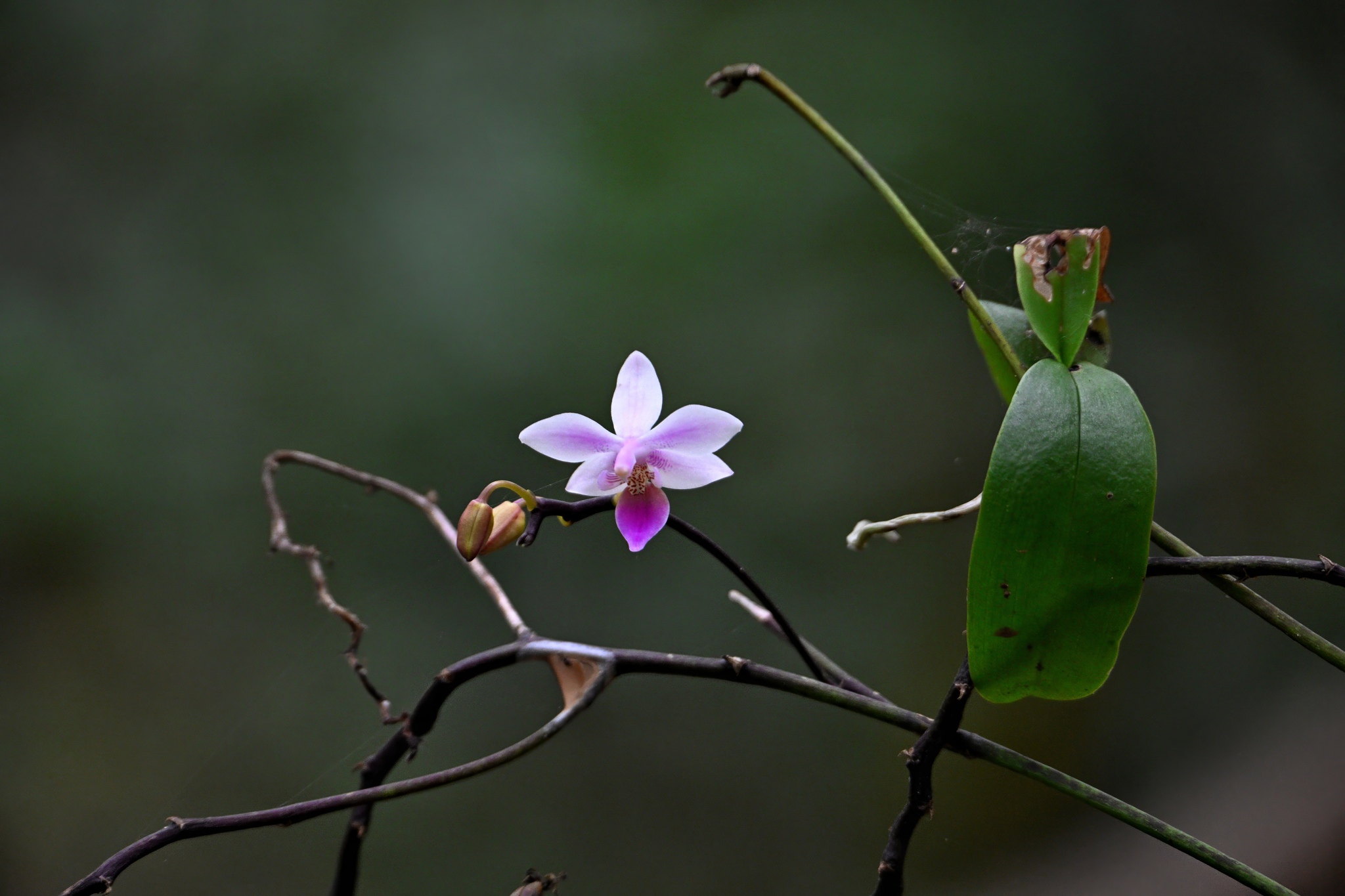 Phalaenopsis equestris