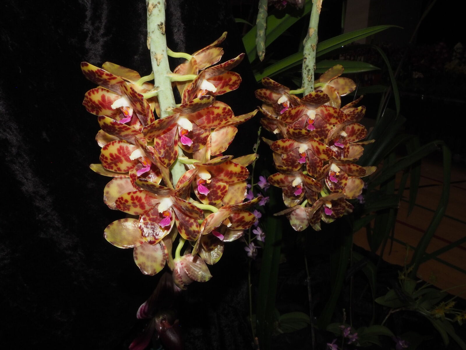 Phalaenopsis gigantea