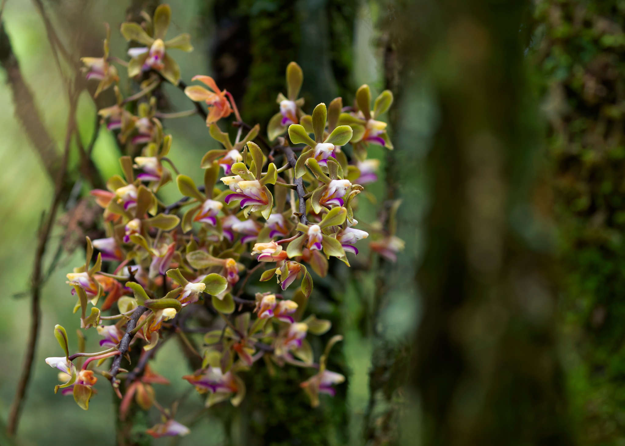 Phalaenopsis honghenensis