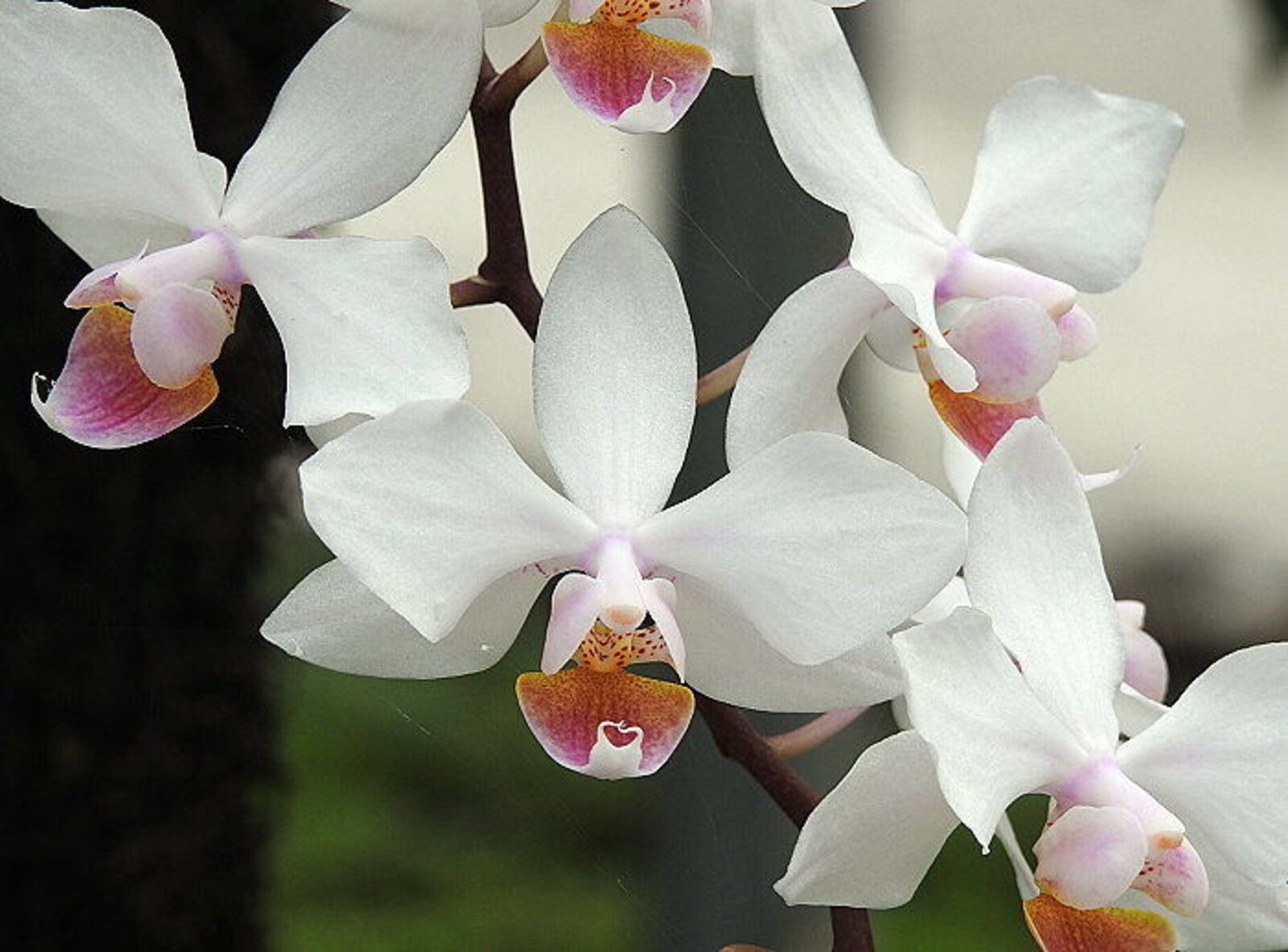 Phalaenopsis × intermedia